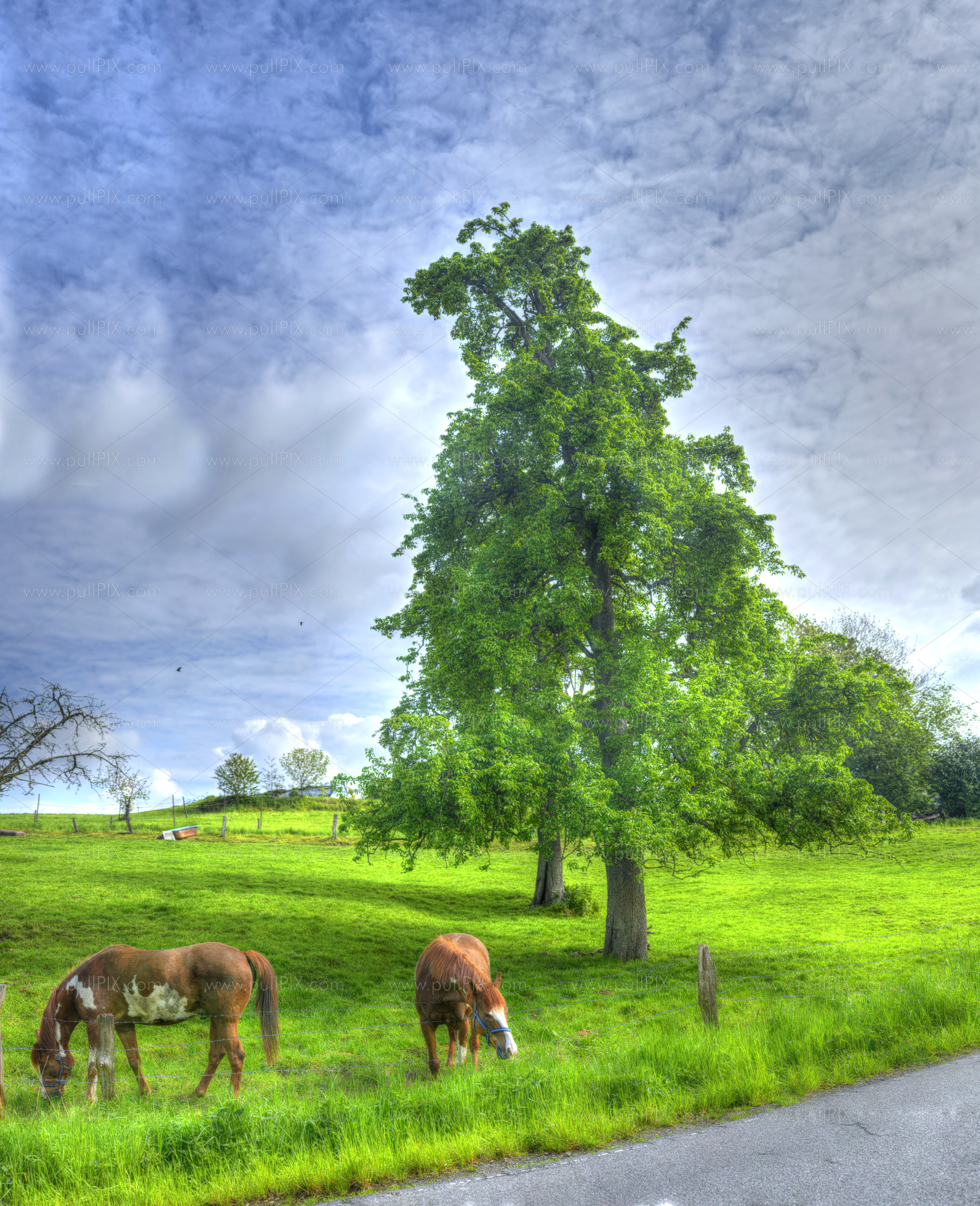 Preview Pferde und Baum malerisch 2.jpg
